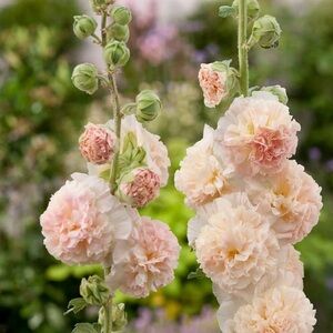 Hollyhock seeds, carnival mix